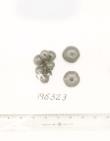 Click for 1 image(s) for this accession. FRUIT
